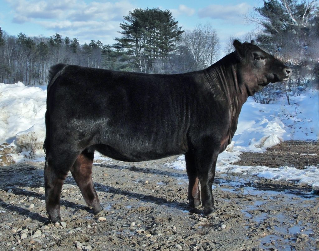 Pennsylvania Simmental Association